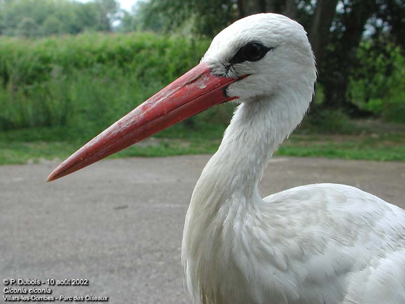oh la belle cigogne
