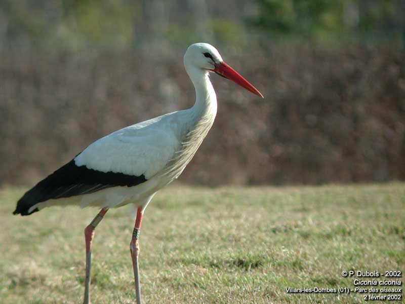 mangeur de cigogne