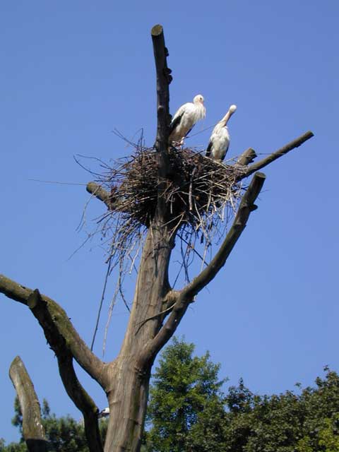 une bonne cigogne