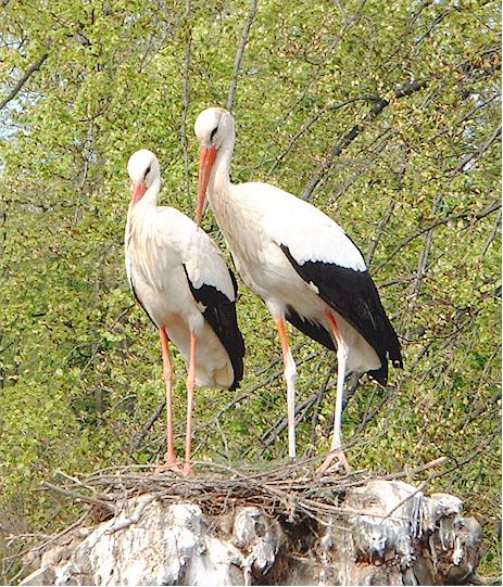 cigogne