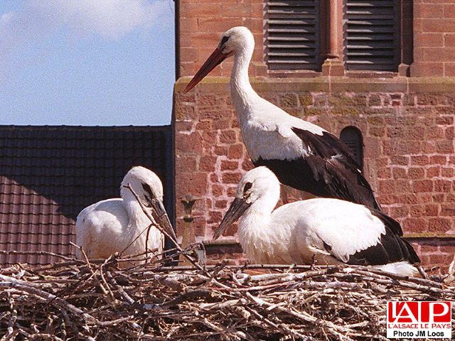 une cigogne